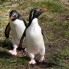 Rockhopper Penguins