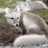 Arctic Fox, Franz Josef Land