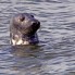 Common Seal, UK
