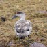 Patagonian Crested Duck