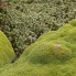 Falklands Balsam aka Living Rock Plant