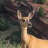 Female Mule Deer, Colorado