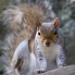 Grey Squirrel, UK