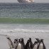 Kapitan Khlebnikov and Magellanic Penguins