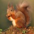 Red Squirrel, UK