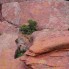 Red Rocks Trees, Colorado