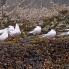 South American Terns