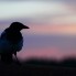 Long Tailed Magpie at Sunrise, Colorado