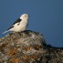 Snow Bunting, male