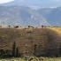 Bison Herd On Hill