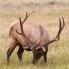 Mature Bull Elk