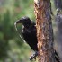 Common Raven Eating Snake