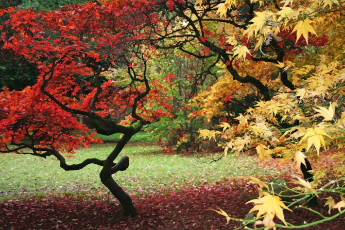 Reddening October Trees