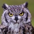 Eagle Owl