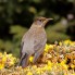 Falklands Thrush