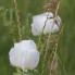 Prickly Poppy, Colorado