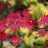 Westonbirt Acer