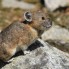 American Pika