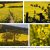Yellow Fields of Happiness